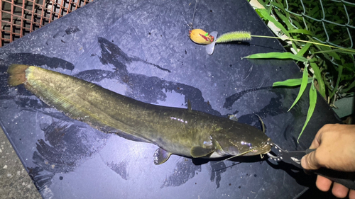 マナマズの釣果