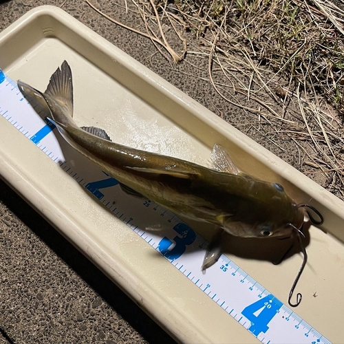 アメリカナマズの釣果