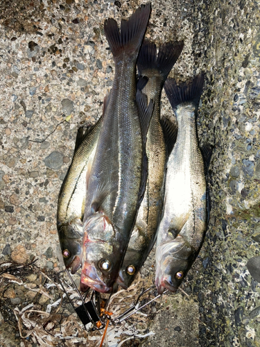 シーバスの釣果