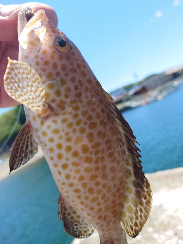 オオモンハタの釣果