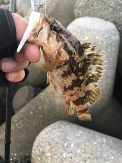 タケノコメバルの釣果