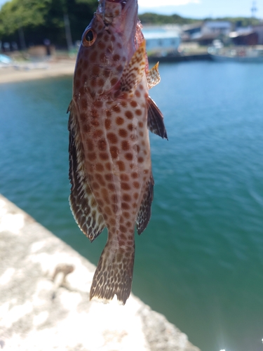 オオモンハタの釣果