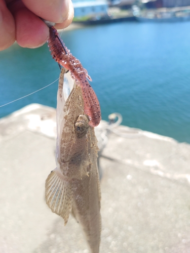 コチの釣果