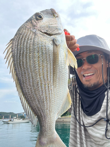 ヘダイの釣果