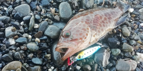 オオモンハタの釣果