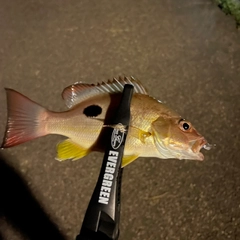 クロホシフエダイの釣果