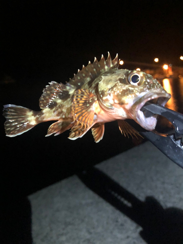 アラカブの釣果