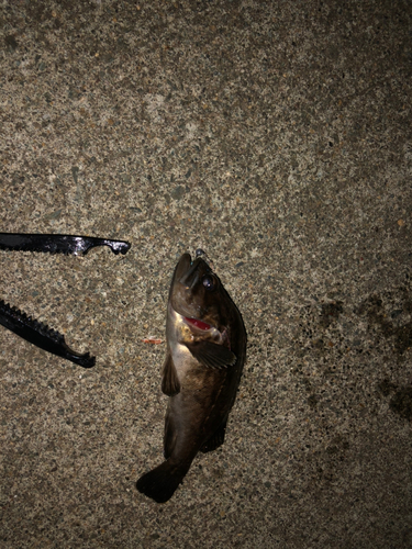 クロソイの釣果