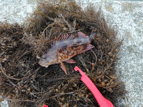 カサゴの釣果