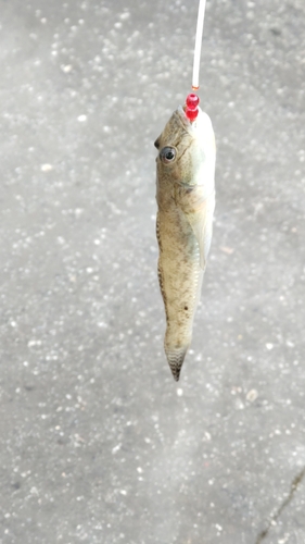 マアナゴの釣果