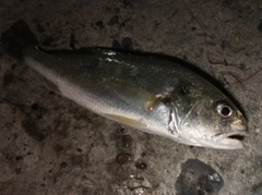 イシモチの釣果