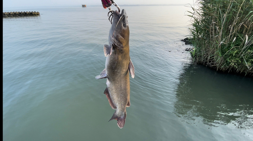 アメリカナマズの釣果