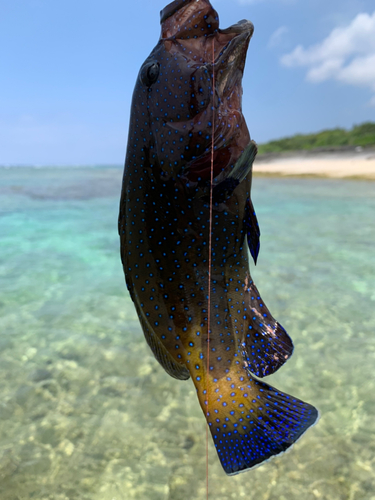 アオノメハタの釣果