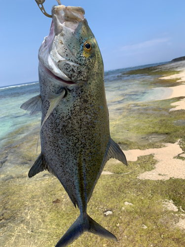 カスミアジの釣果