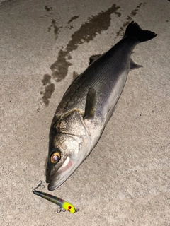 シーバスの釣果