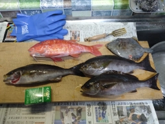 イサキの釣果