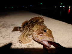 カサゴの釣果