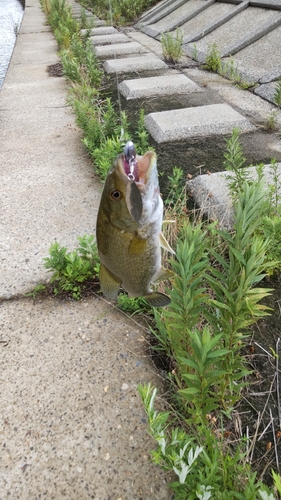 スモールマウスバスの釣果