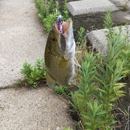 スモールマウスバス