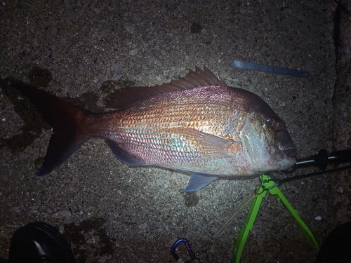 タイの釣果