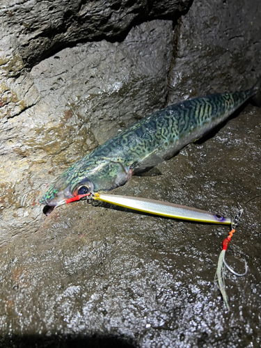 サバの釣果