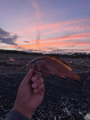 オオモンハタの釣果