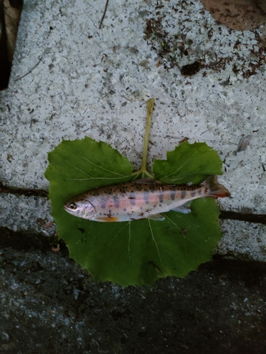 ヤマメの釣果