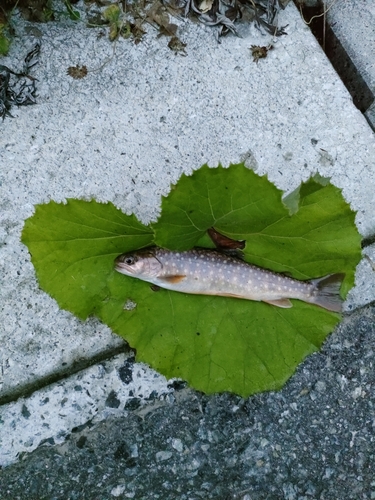 イワナの釣果