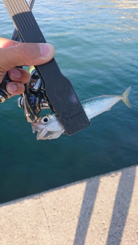 サバの釣果