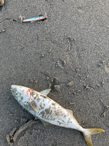 ワカナゴの釣果