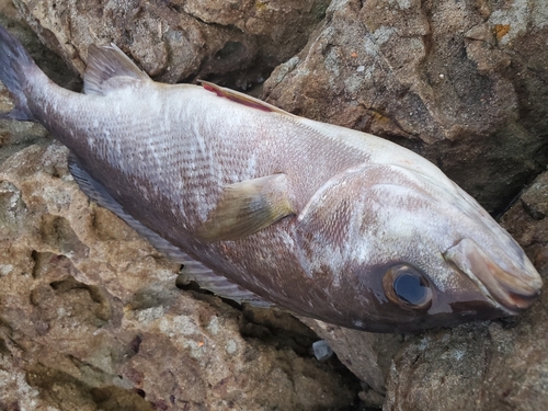 イサキの釣果