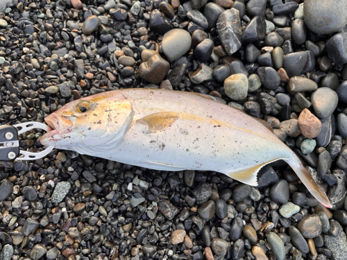 ショゴの釣果