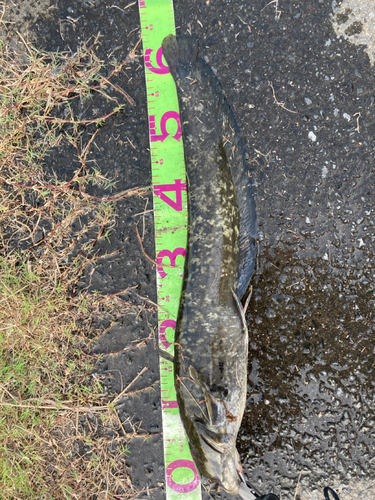 ニホンナマズの釣果