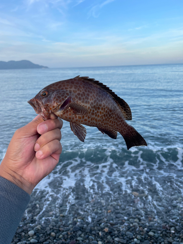 オオモンハタの釣果