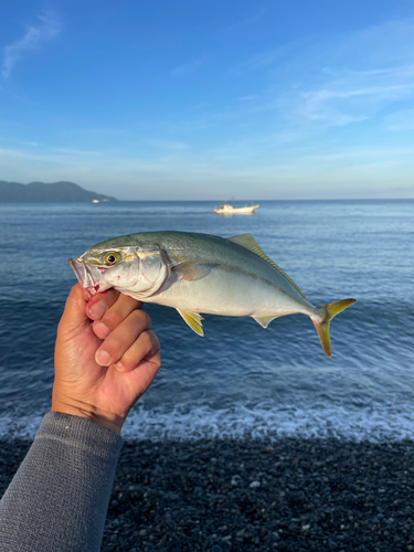 ワカシの釣果