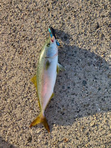 ツバスの釣果