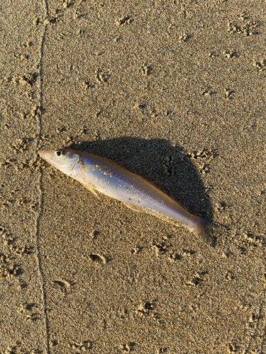 キスの釣果