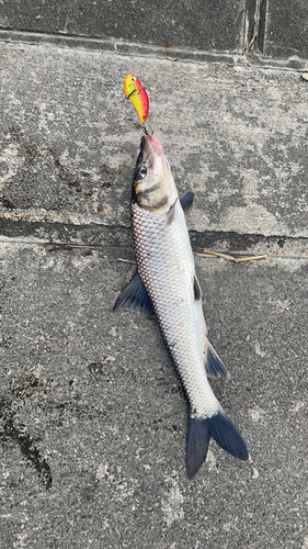 ニゴイの釣果