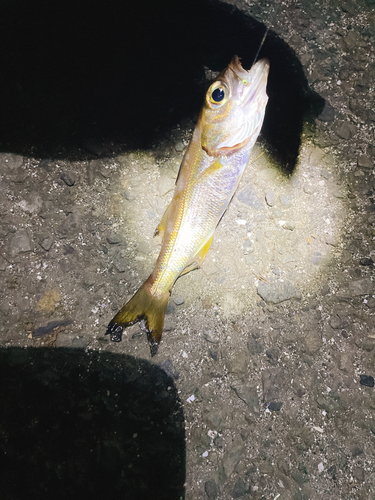 ムツの釣果