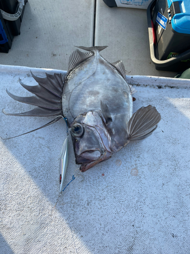 カガミダイの釣果