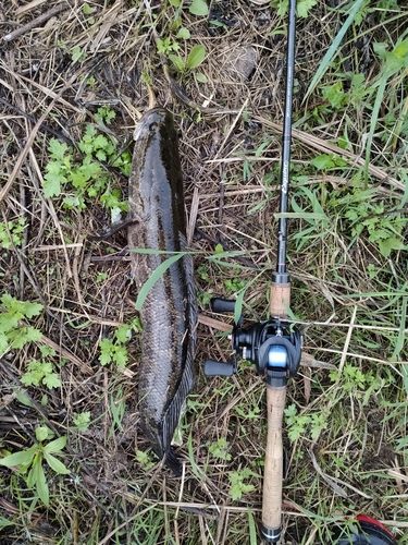 ライギョの釣果