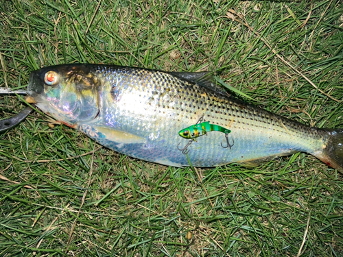 コノシロの釣果