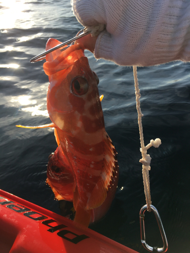 アカハタの釣果