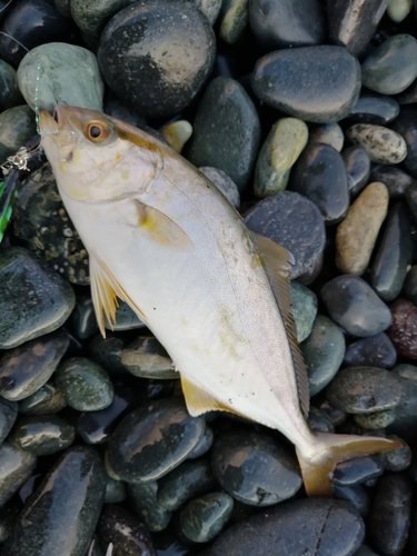 ショゴの釣果