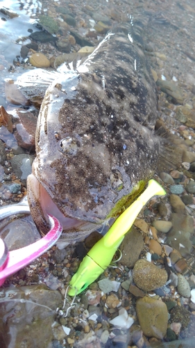 マゴチの釣果