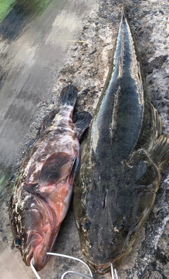 マゴチの釣果