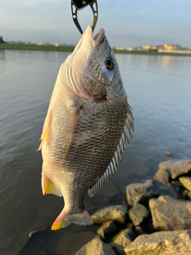 キビレの釣果