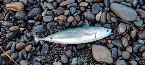 ソウダガツオの釣果