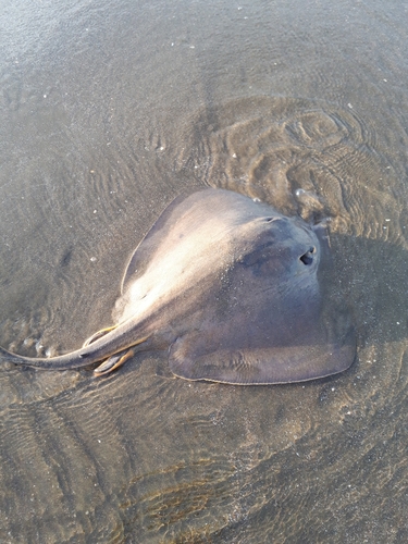 アカエイの釣果