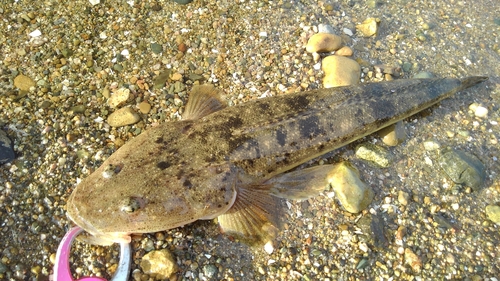 マゴチの釣果